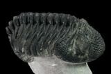 Large, Drotops Trilobite With Good Eyes - Mrakib, Morocco #171551-5